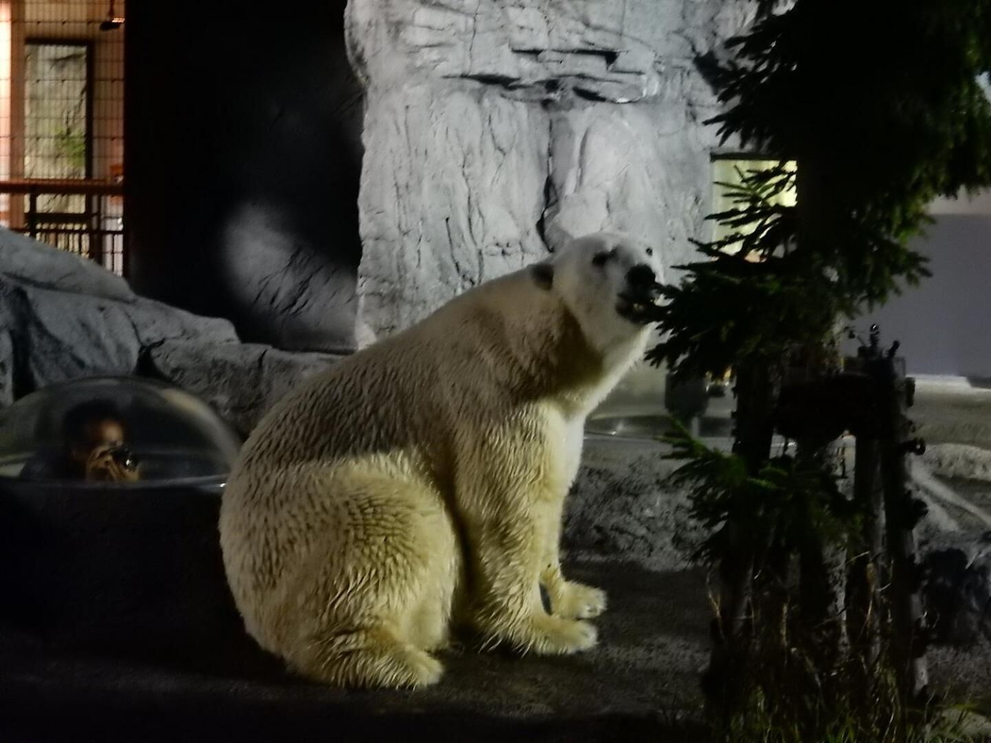 A polar bear in a zoo enclosure with a rocky background and a small tree.