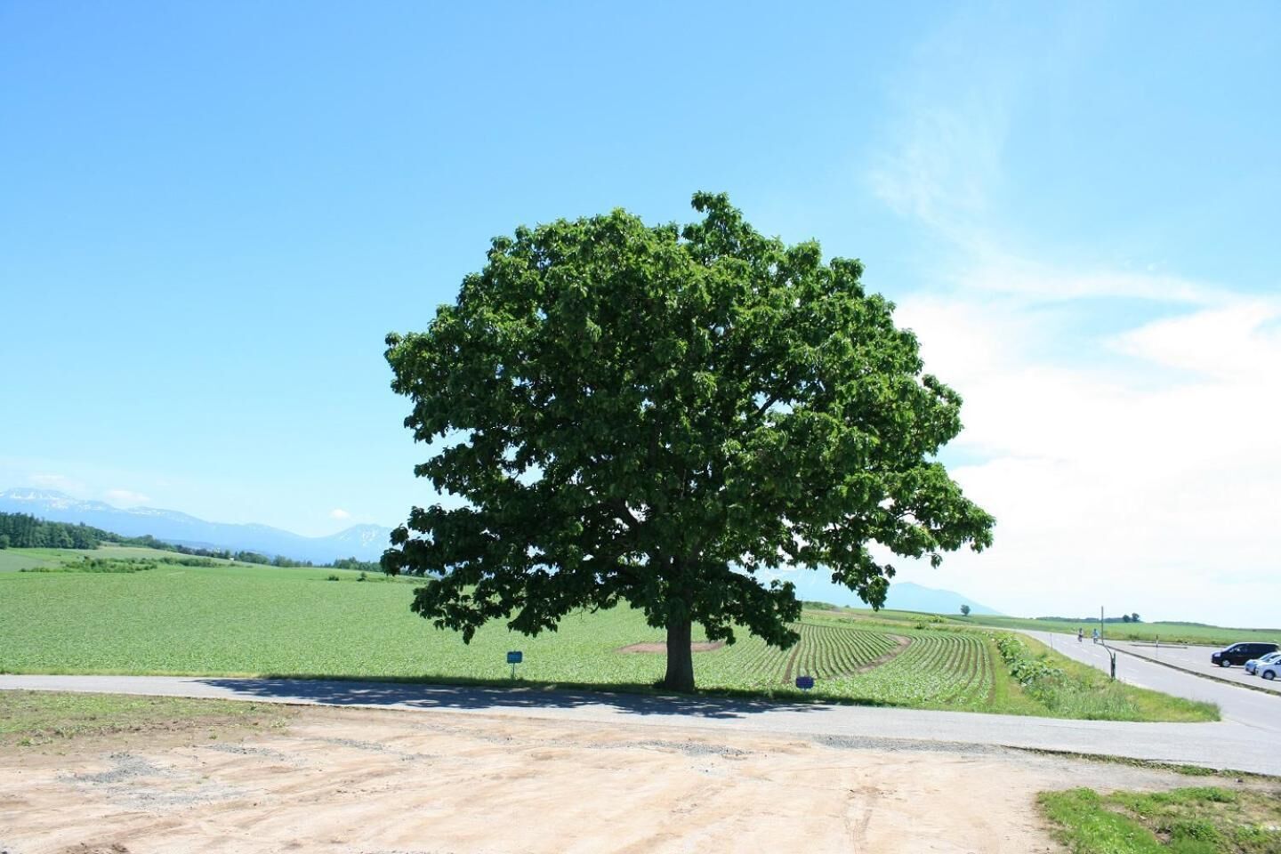 Ein großer Baum in ländlicher Umgebung mit einer unbefestigten Straße und Feldern im Hintergrund.