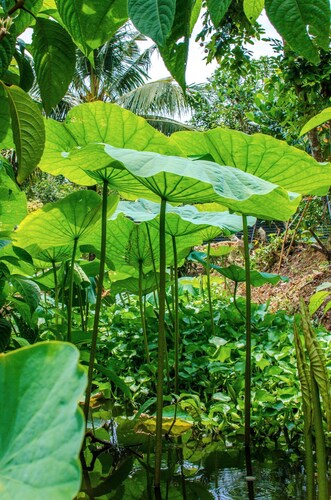 Thu Huynh Homestay - Hostel