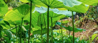 Thu Huynh Homestay - Hostel