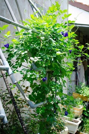 Garden - Thu Huynh Homestay - Hostel (Cai Be)