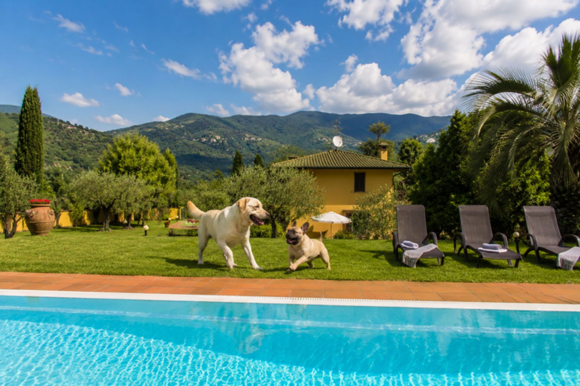 A swimming pool with two dogs, a house, and a mountainous landscape in the background.