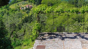 Un vignoble avec un chemin bordé de pierres et une clôture en métal.