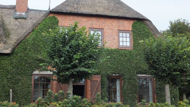 A traditional brick house with a thatched roof, ivy-covered walls, and a small garden with a tree in front.