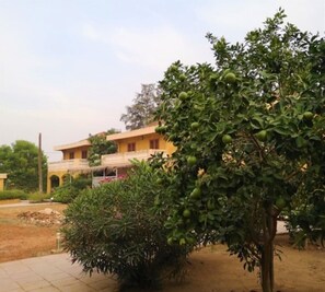A two-story building with a balcony, surrounded by greenery and trees with green fruits.