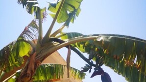 A building with arches and a balcony, surrounded by lush greenery and banana trees. - Villa watermelon Ngaparou 1 (Ngaparou)