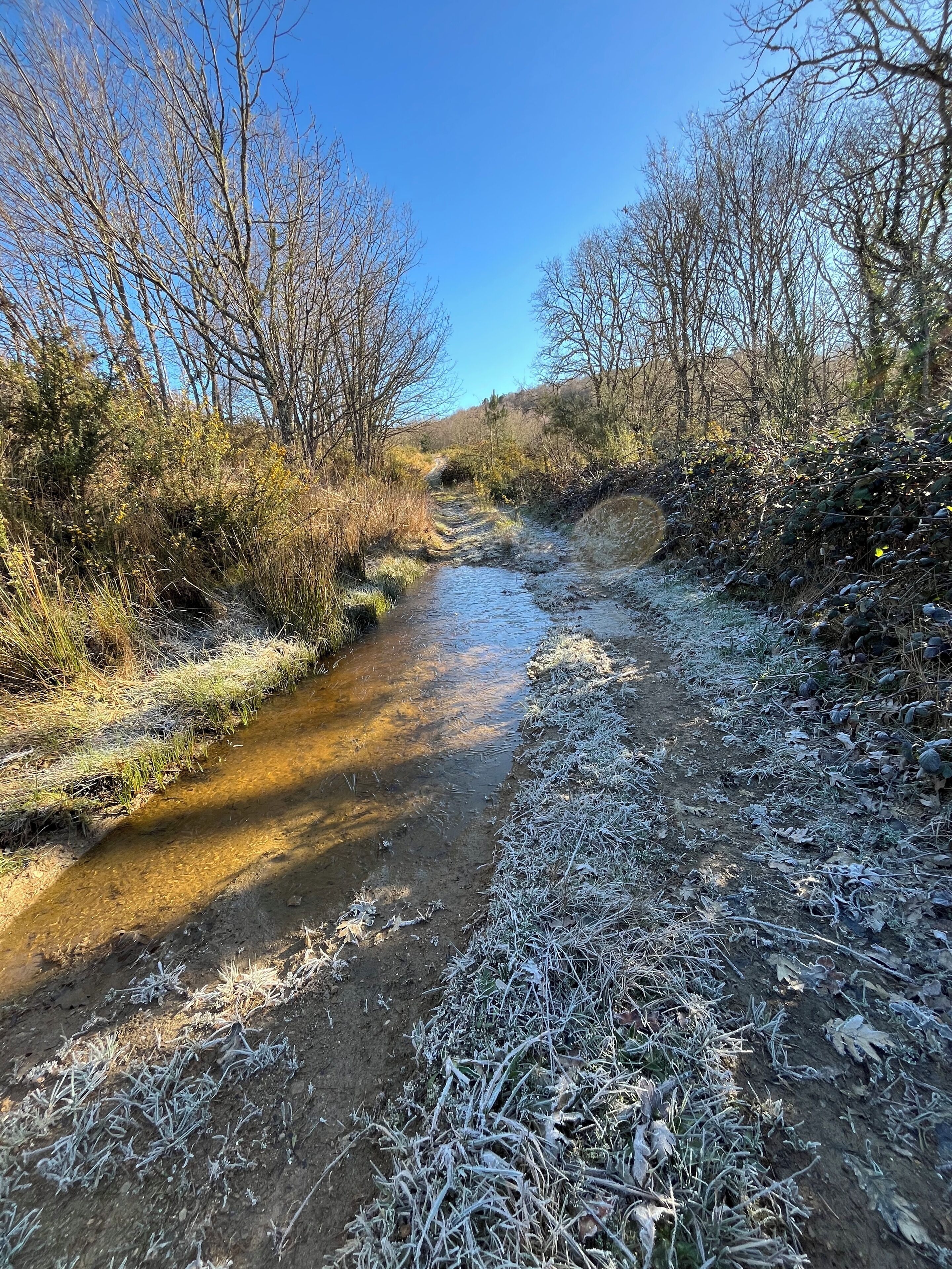 Un paisaje natural con un arroyo, rodeado de árboles y vegetación.