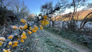 A frosty landscape with a path leading through a natural area.