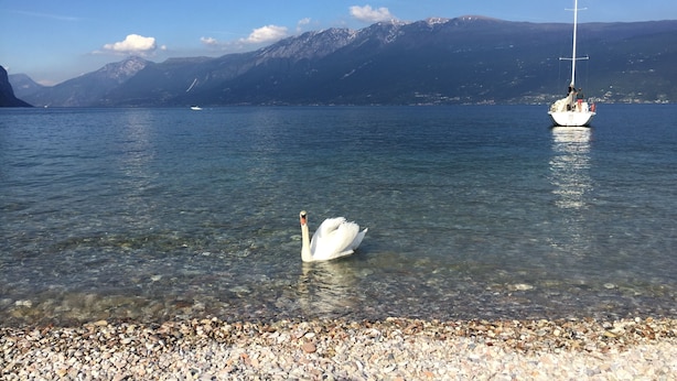A lake with a sailboat and a swan. - Gorgeous 9-seater villa, perfect for families with large garden by the lake (Bogliaco)