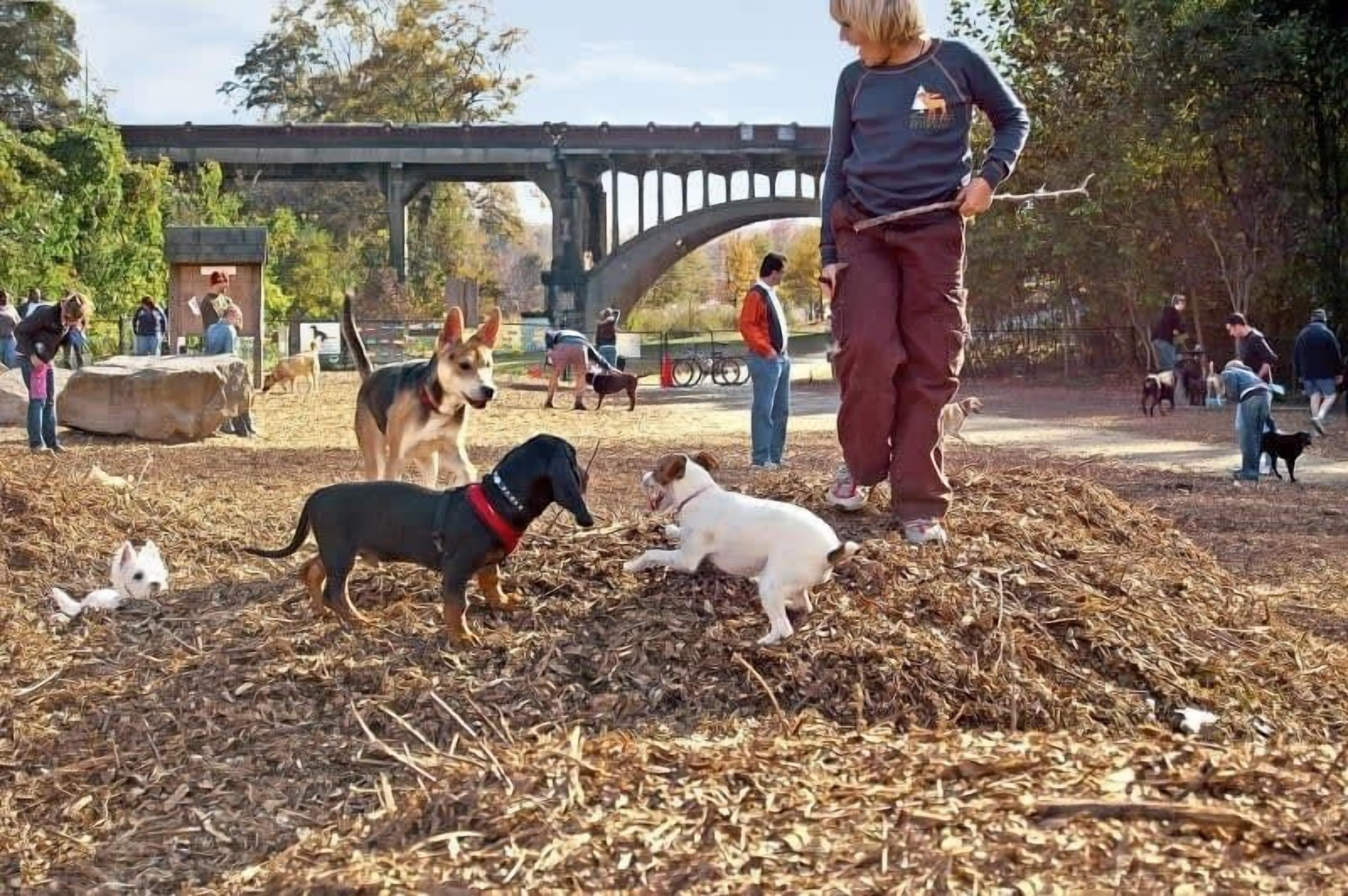A park with a dirt ground, a bridge in the background, and people walking their dogs.