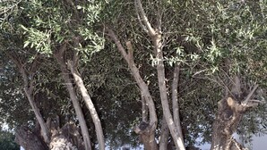 Two olive trees with thick trunks and dense foliage in a courtyard with a white building in the background.
