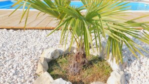 A palm tree in a white gravel bed with a pool in the background. - Le Puits de Garival (Tour-de-Faure)