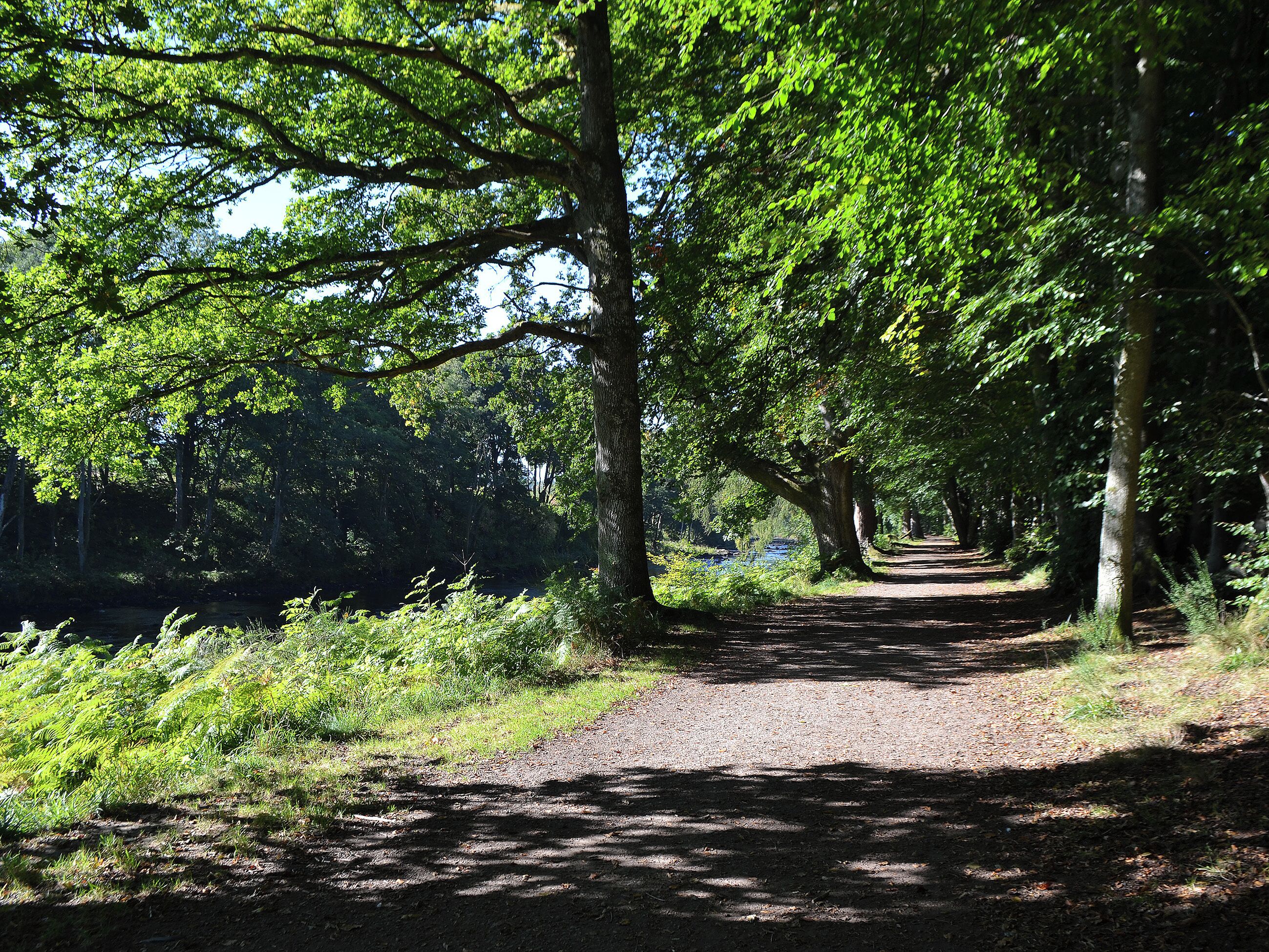 Un sentier bordé d’arbres, recouvert de gravier, et entouré d’une végétation luxuriante.