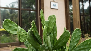 Una planta de cactus frente a un edificio con ventanas amplias y una pérgola de madera.