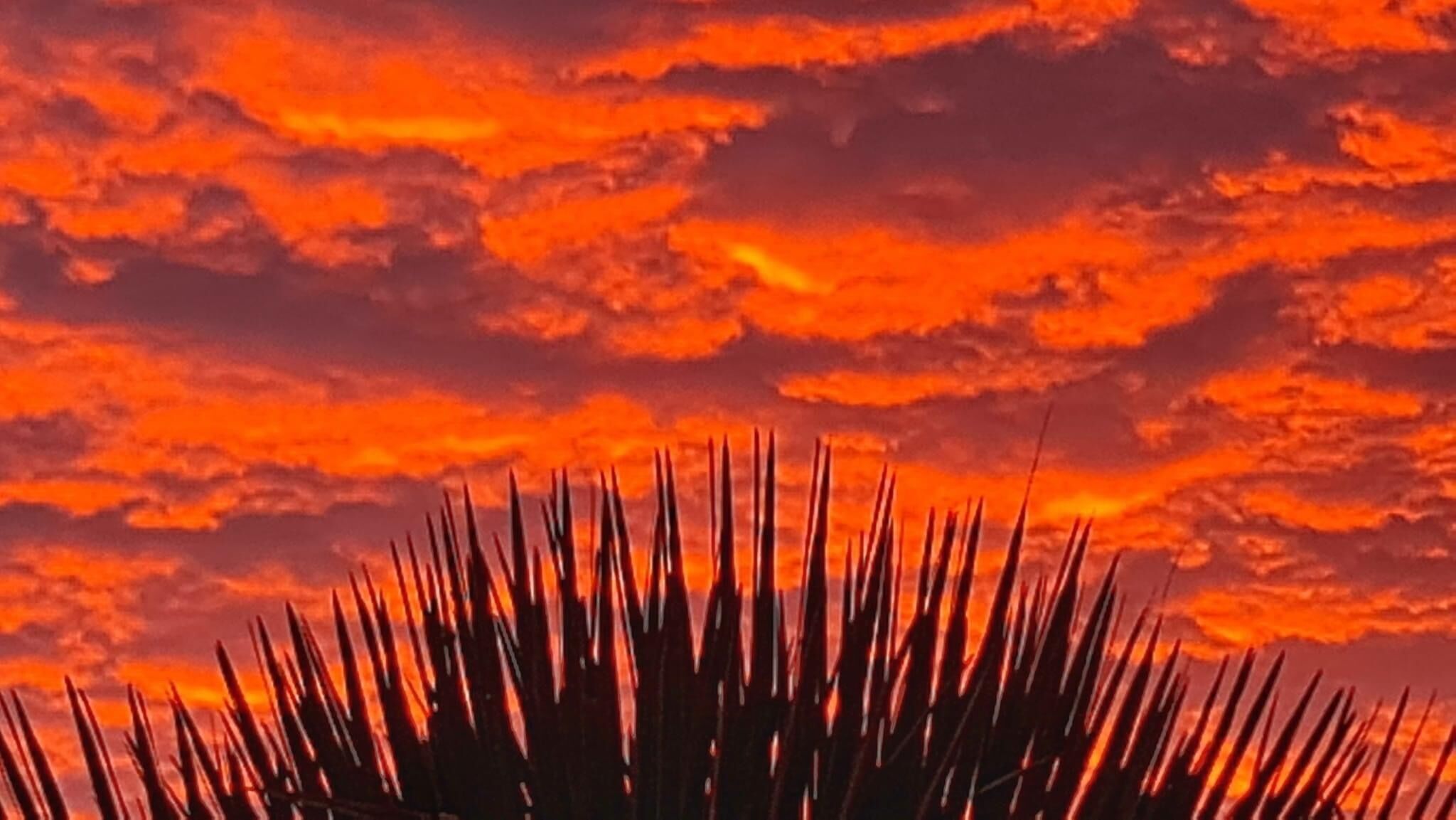 Un coucher de soleil aux nuages orange éclatants, avec en premier plan les silhouettes de hautes herbes.