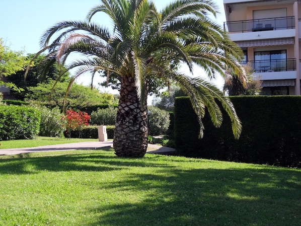 Un jardin bien entretenu, avec un palmier, des haies soigneusement taillées et un chemin.