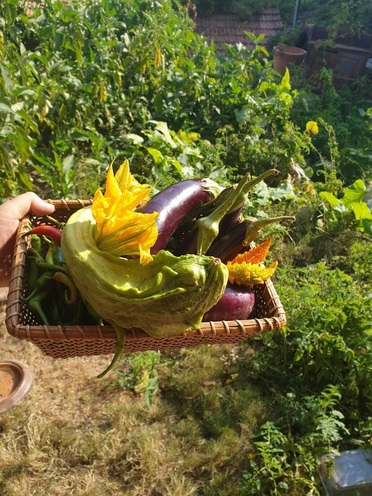 Cesta cheia de legumes, incluindo berinjelas e um abobrinha amarela, sendo segurada por uma pessoa.