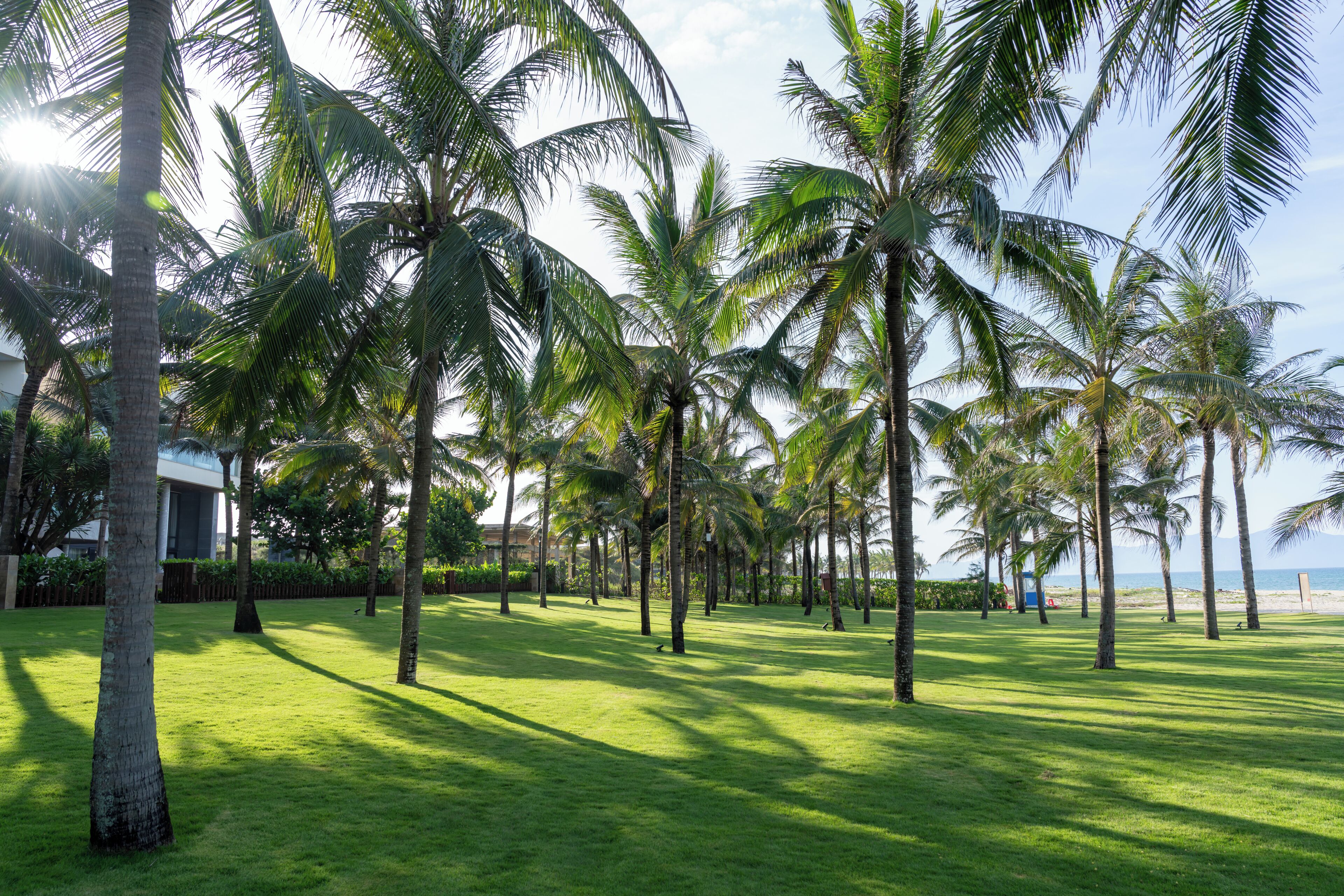 A lush, green lawn with tall palm trees and a clear view of the ocean in the background.