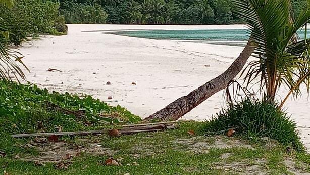 A beach with a fallen palm tree, lush greenery, and a view of the ocean. - Ocean view garden homestay (Wayasewa)