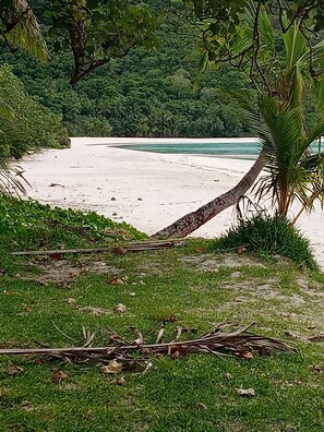 A beach with a fallen palm tree, lush greenery, and a view of the ocean. - Ocean view garden homestay (Wayasewa)