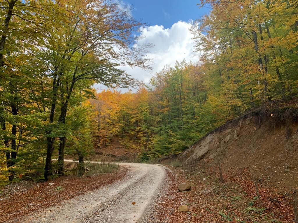 Un camino de grava serpentea por un bosque con follaje otoñal.