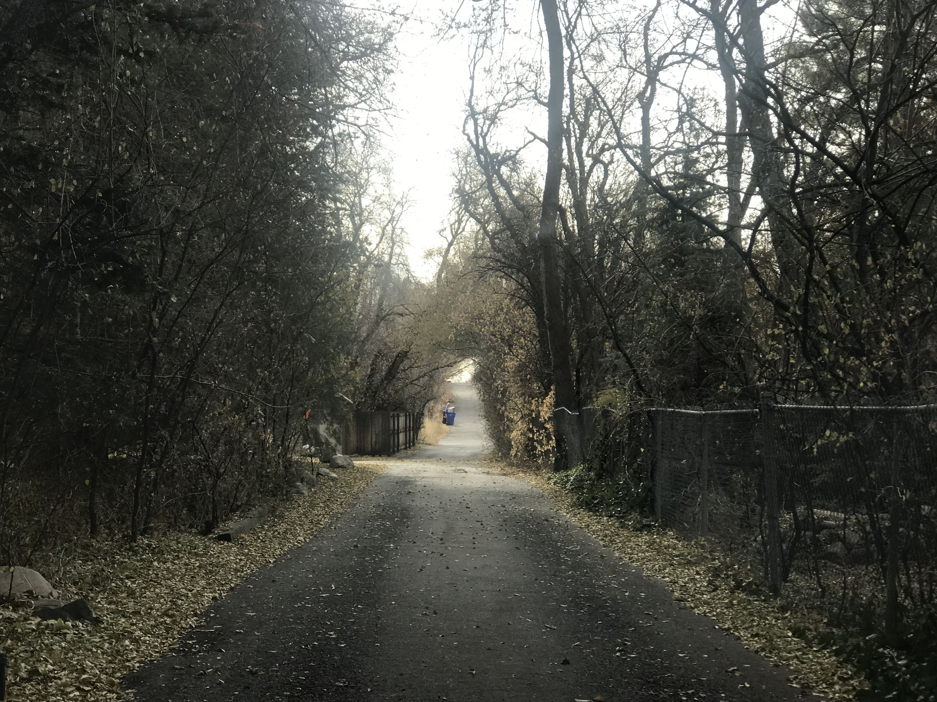 A narrow, tree-lined road with a fence on one side and a stone wall on the other.