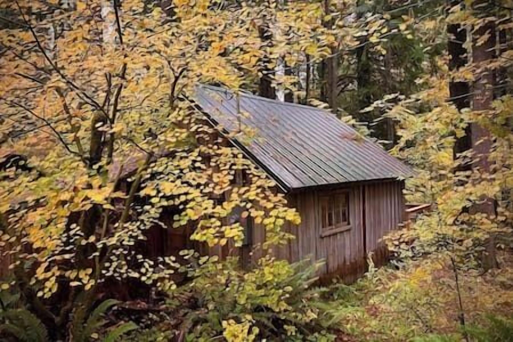 En rustik træhytte omgivet af frodig vegetation.