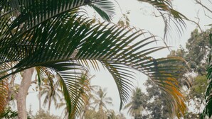 A garden with various potted plants and palm trees. - Kirinuga Boutique Retreat (Tangalle)