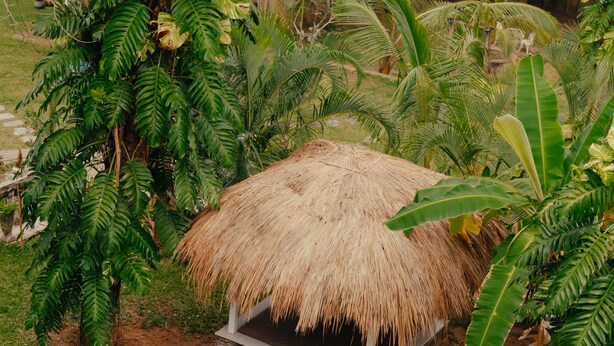 A thatched-roof hut surrounded by lush greenery, including large-leafed plants and palm trees. - Kirinuga Boutique Retreat (Tangalle)