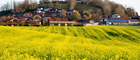 A rural village with houses on a hill, a field of yellow flowers in the foreground, and a church with a bell tower in the background.