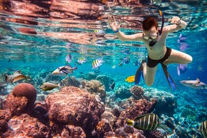 A person snorkeling underwater surrounded by various fish and coral reefs.