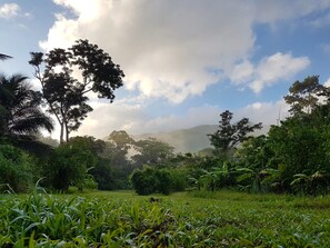 Tent | View from room - T.R.E.E.S Research Center and Eco Lodge (Belmopan)