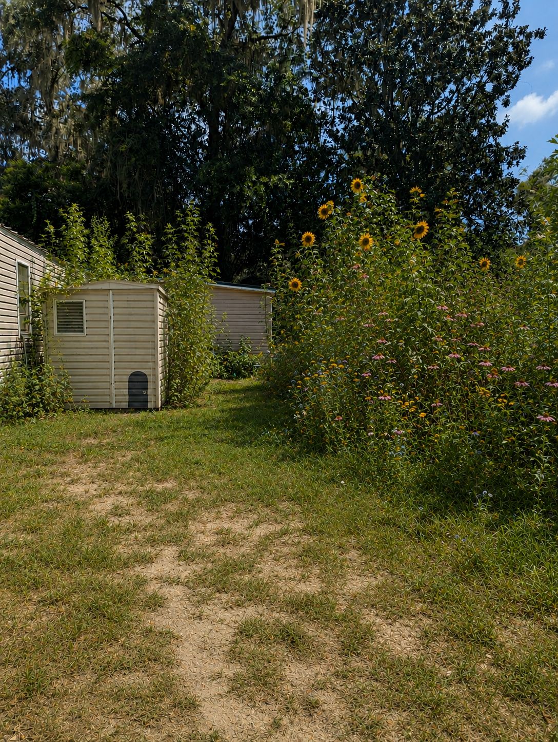 Un camping con dos casas móviles, una zona con césped y un arbusto con girasoles.