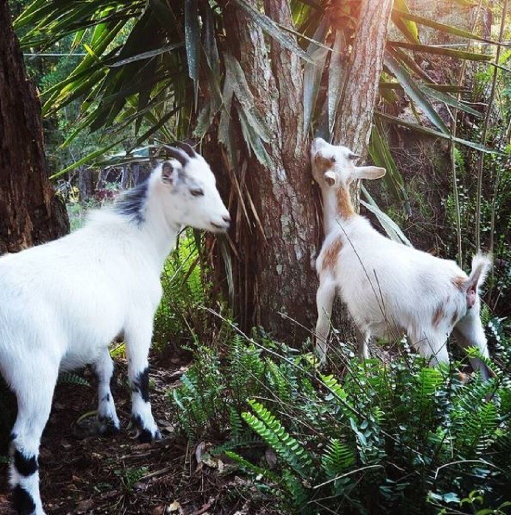 Dos cabras en un área boscosa con follaje denso y árboles.