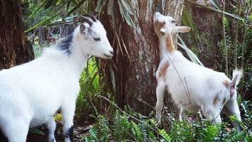 Dos cabras en un área boscosa con follaje denso y árboles.