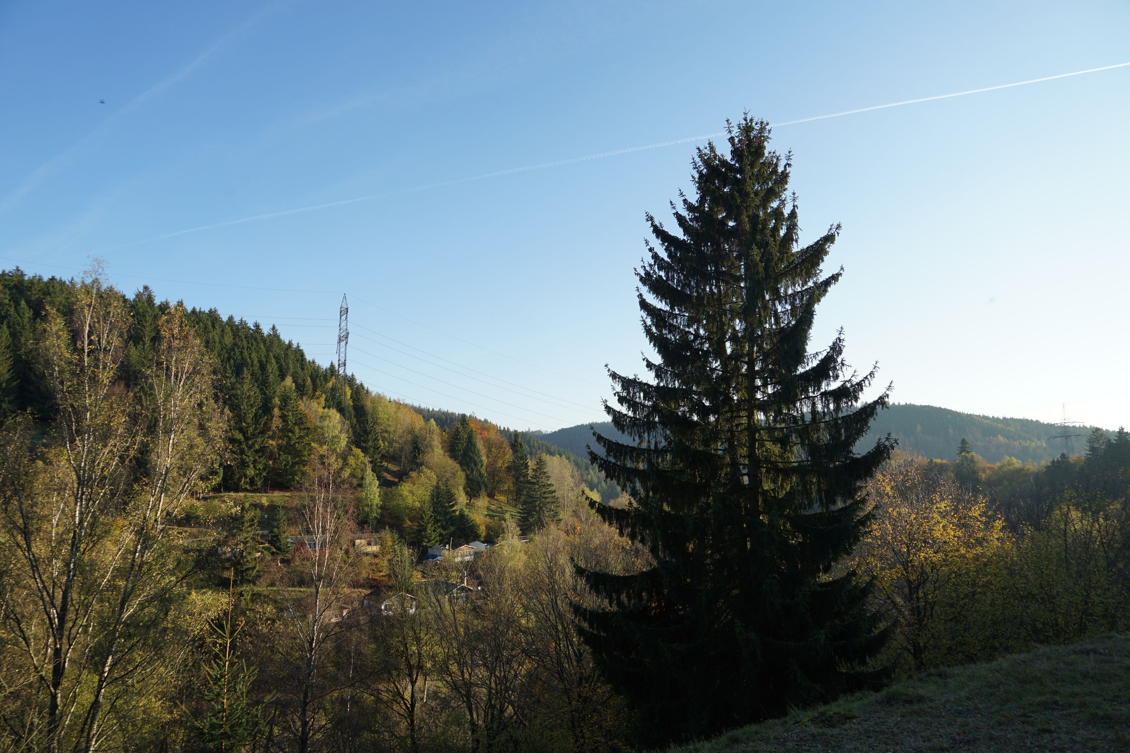 Eine bewaldete Landschaft mit einem markanten Nadelbaum, einer Stromleitung und einer entfernten Hügelkette.