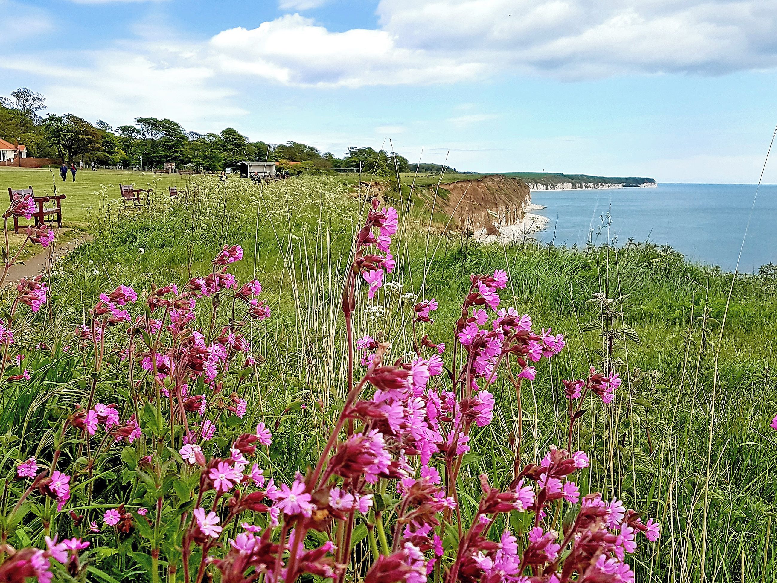 Un paysage côtier avec un champ herbeux et des fleurs roses au premier plan, une plage avec des falaises blanches en arrière-plan, et quelques personnes qui se promènent au loin.