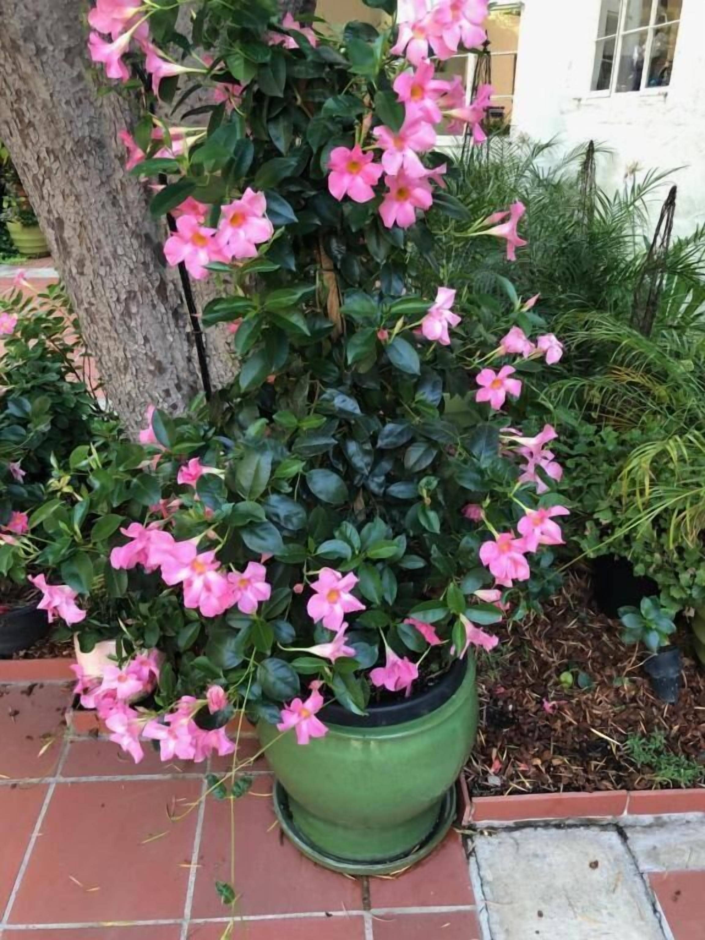 Photo - Beverly Hills Celebrity Home