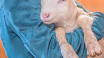 A person holding a lamb.