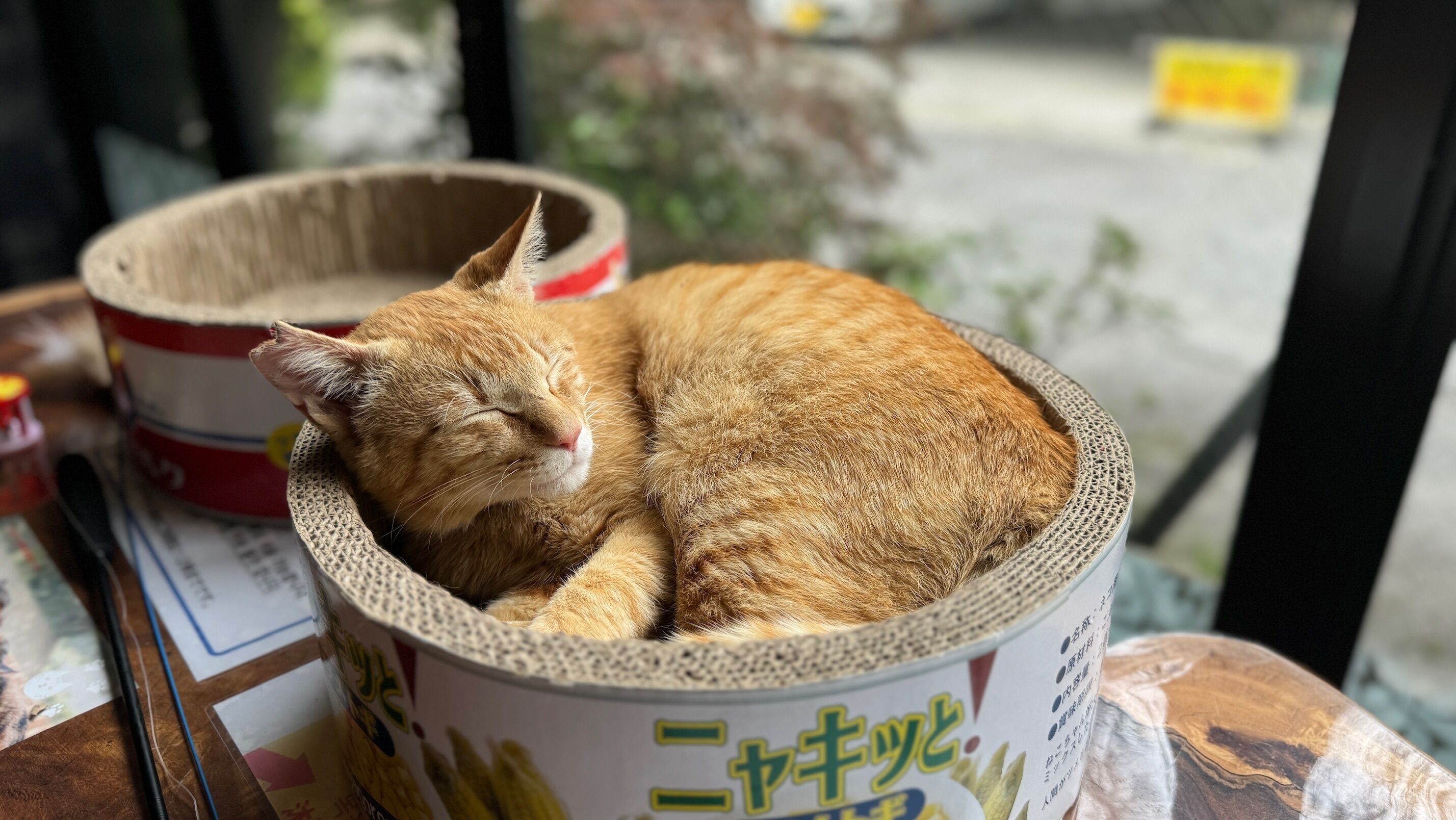 A cat resting in a cat bed.
