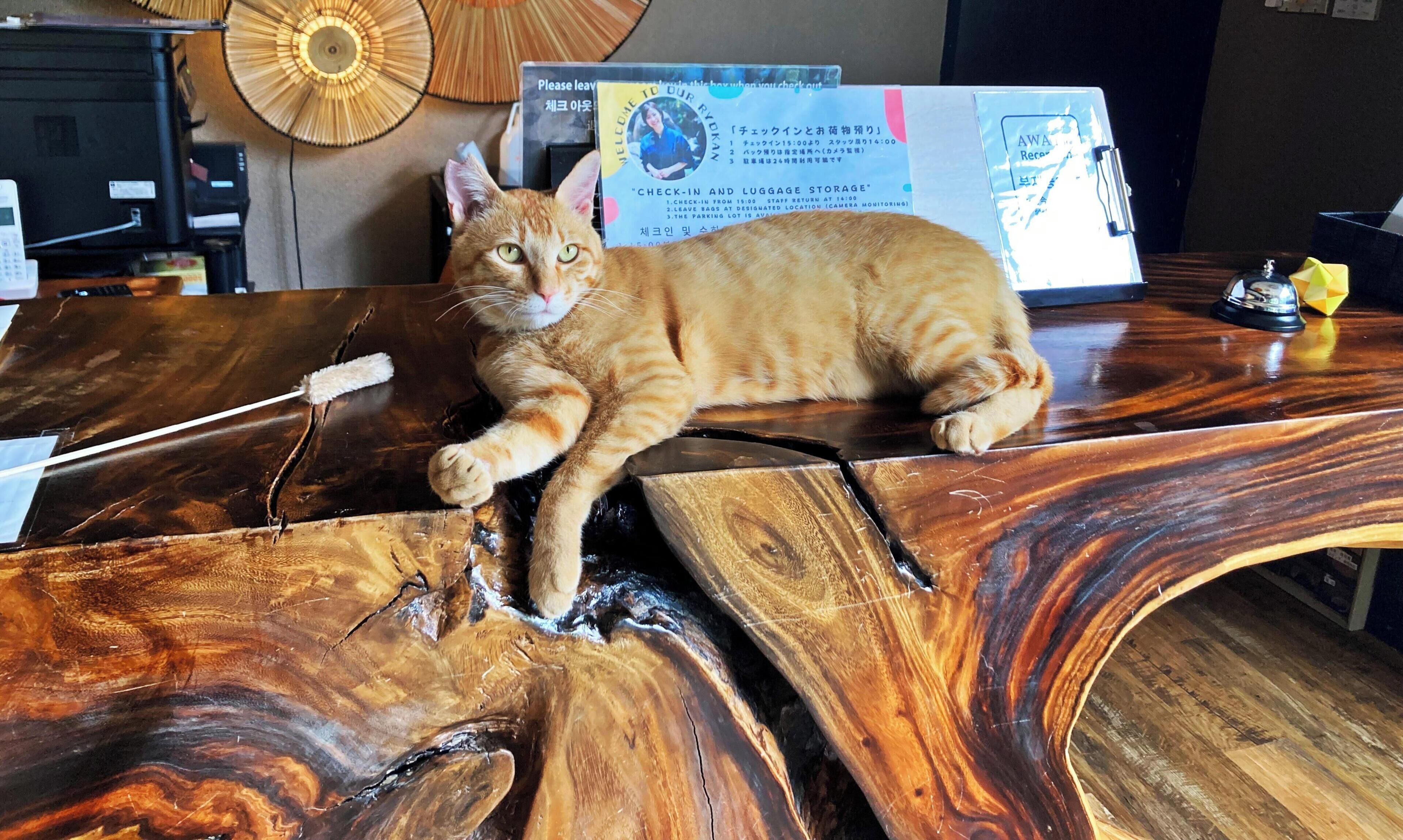 Una mesa de madera con un gato acostado encima, un cartel con texto y un ventilador al fondo.