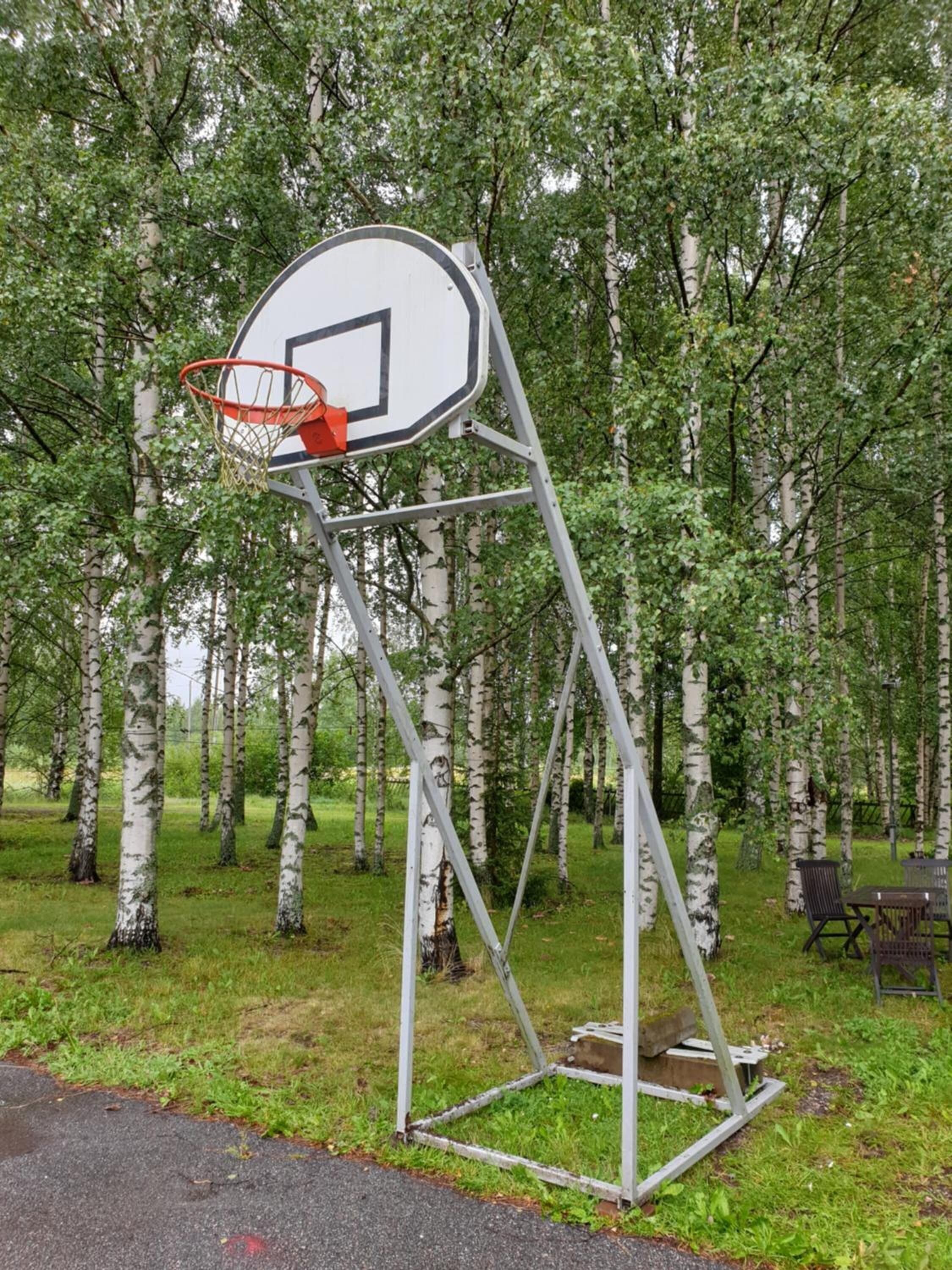 Canasta de baloncesto en zona boscosa con abedules.