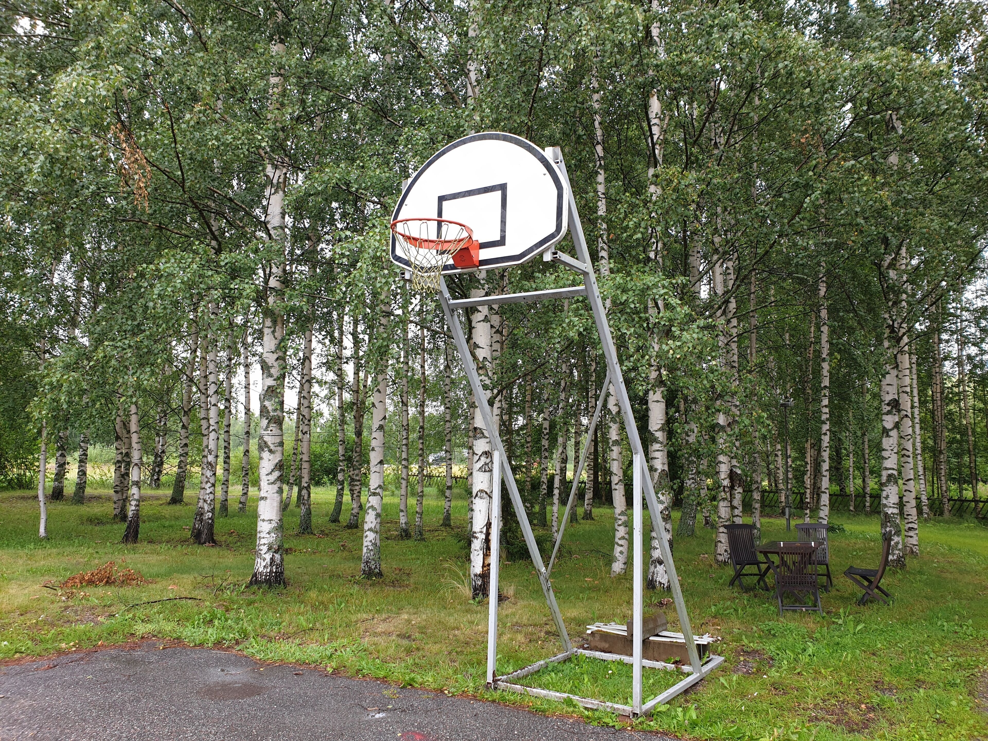 A basketball hoop in a park with birch trees in the background.