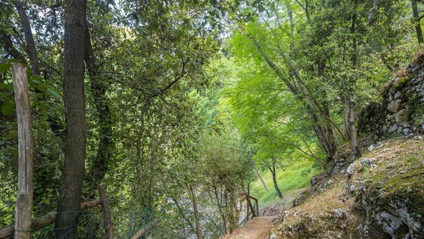 A forested path with a dirt trail, surrounded by trees and a wooden fence. - Stunning private villa for 4 guests (Pontestazzemese)