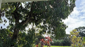 A view of a lush garden with various plants and a large tree. - Moeroa Villa - In the heart of Town. (Avarua)