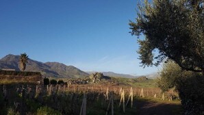 Un vignoble avec des rangées de vignes et une montagne en arrière-plan.