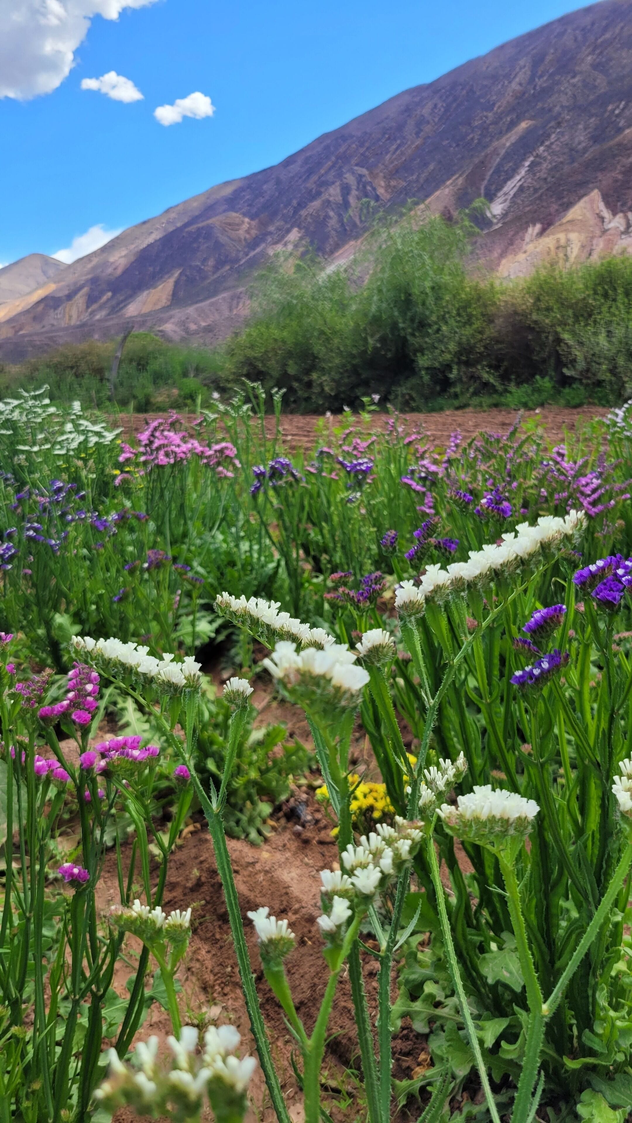 A field of wildflowers with mountains in the background.