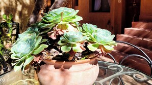 Een vetplant in een pot op een metalen tafel, met een glazen asbak in de buurt.