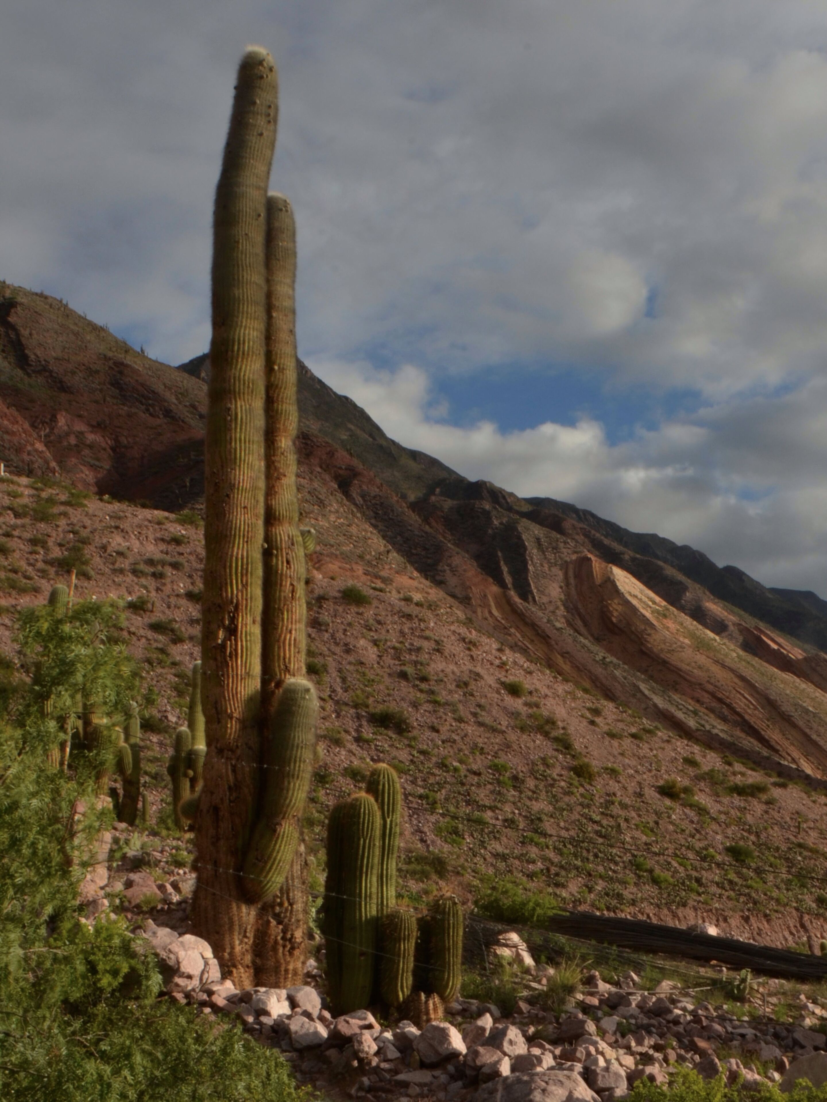 Paisaje desértico con cactus grandes y terreno rocoso.