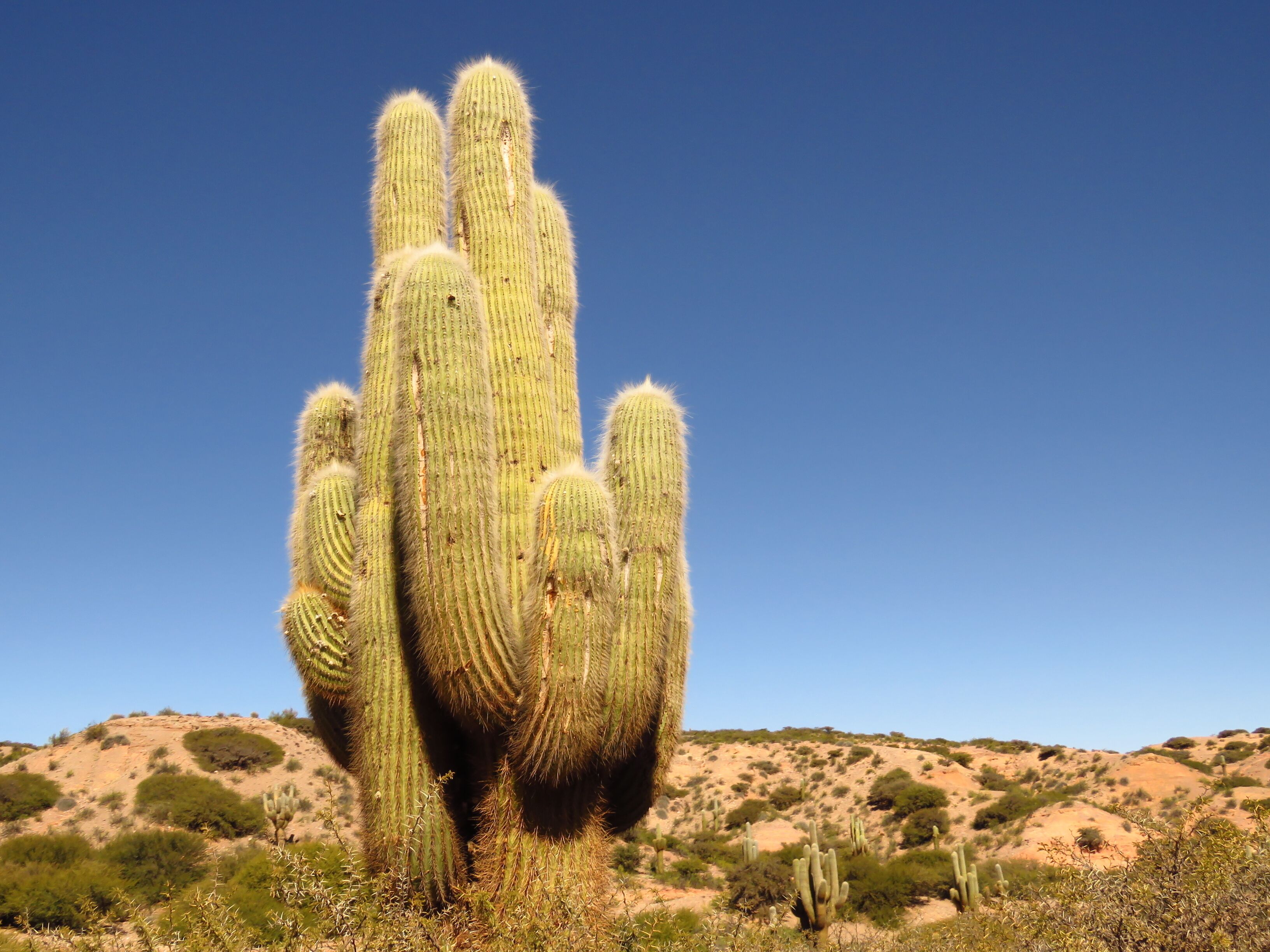 A large cactus in a desert landscape.